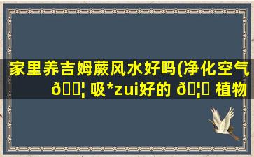 家里养吉姆蕨风水好吗(净化空气 🐦 吸*
zui
好的 🦄 植物排名)
